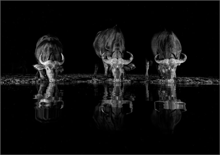 Robin Price - Cape Buffalo Trio Mono